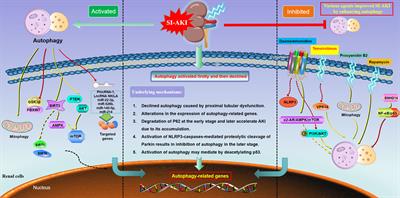 Epigenetic dysregulation of autophagy in sepsis-induced acute kidney injury: the underlying mechanisms for renoprotection
